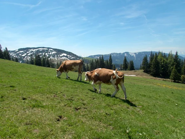 Krávy na horské louky — Stock fotografie