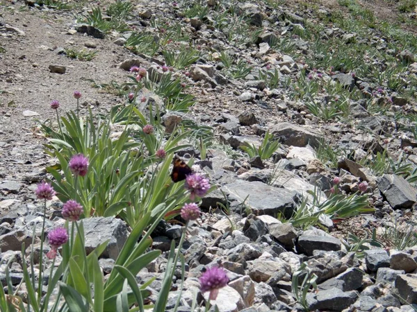 Detail van een kleine vlinder op een violet bloem — Stockfoto