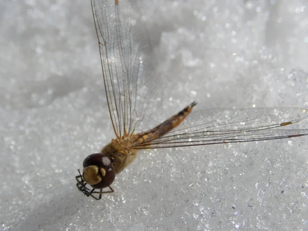 Szczegół drobnej kruchej gragonfly — Zdjęcie stockowe