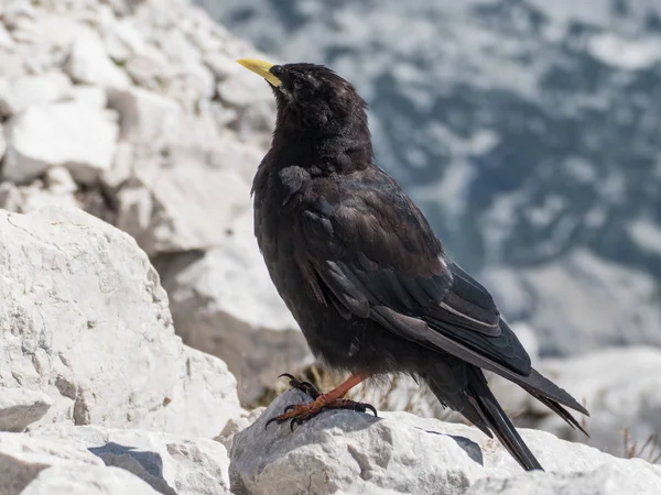 black bird on mountains on stone