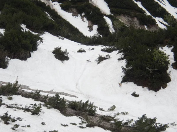 Bella natura escursioni a gousaukamm dachsteingebirge — Foto Stock