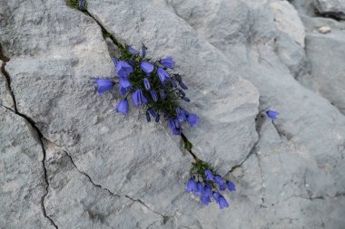 gri bir kaya üzerinde menekşe çiçekleri