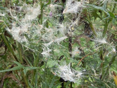 yeşil bir bitki üzerinde örümcek ağı