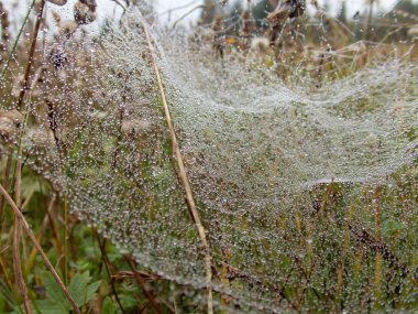 yeşil bir bitki üzerinde örümcek ağı
