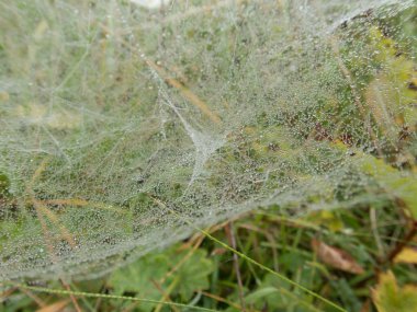 yeşil bir bitki üzerinde örümcek ağı