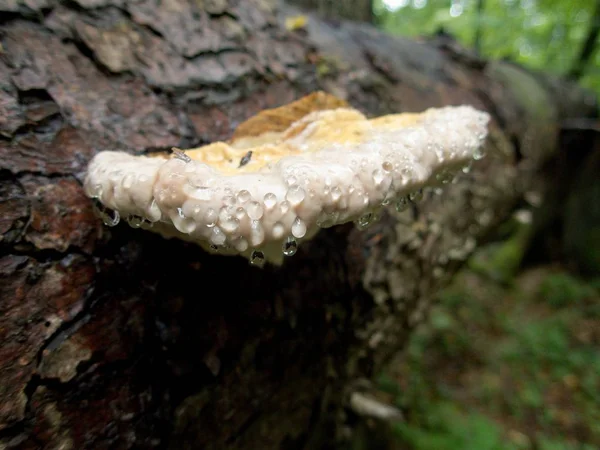 Polypore an einem Baum mit Wassertropfen — Stockfoto