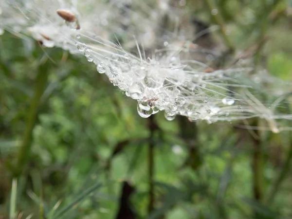 Toile d'araignée sur une plante verte — Photo