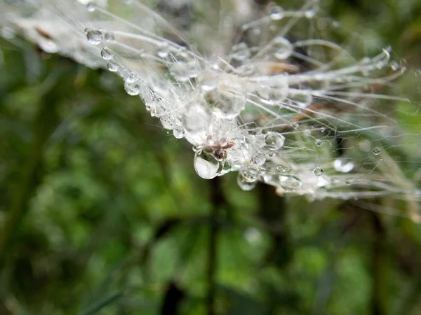 Toile d'araignée sur une plante verte — Photo