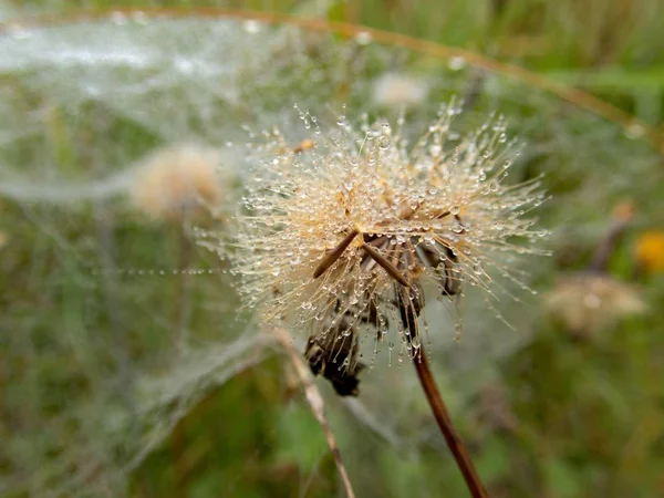 Toile d'araignée sur une plante verte — Photo