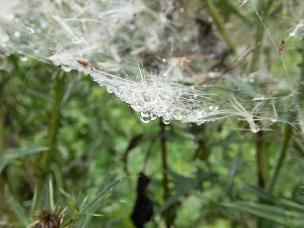 Toile d'araignée sur une plante verte — Photo