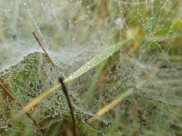 Toile d'araignée sur une plante verte — Photo