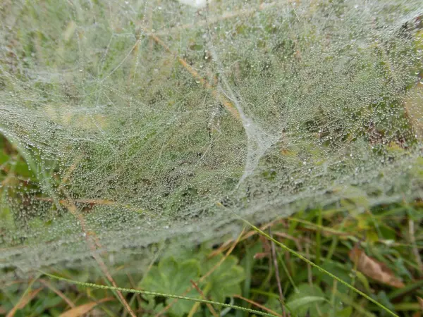 Toile d'araignée sur une plante verte — Photo