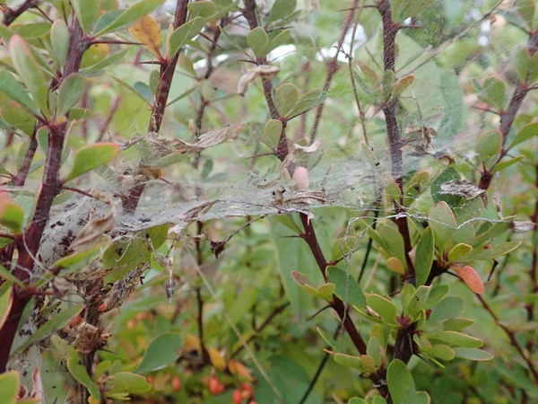 Toile d'araignée sur une plante verte — Photo