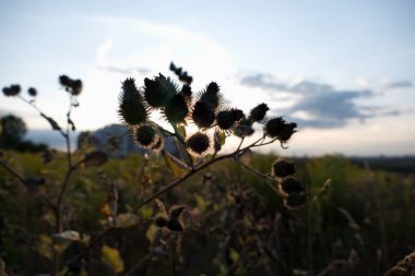 Sıcak günbatımında bir tarlanın ayrıntıları