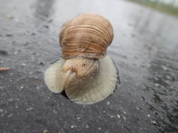 雨の後の道路上のカタツムリ — ストック写真