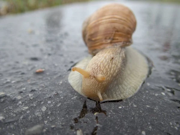 雨の後の道路上のカタツムリ — ストック写真