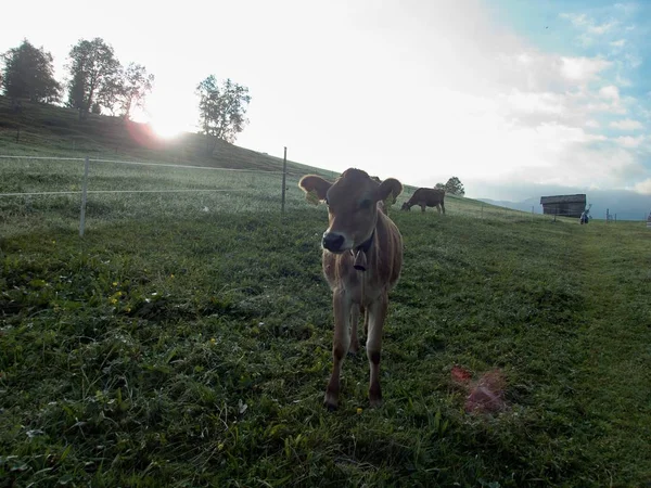 Vache sur une prairie verte — Photo