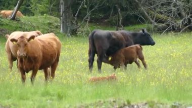 Yeşil çayırdaki çiftlik ineği