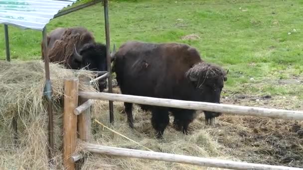 Couple American Bizon Fence Area Farm — Stock Video