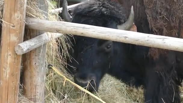 Para Amerykańskich Bizonów Farmie Ogrodzeniowej — Wideo stockowe