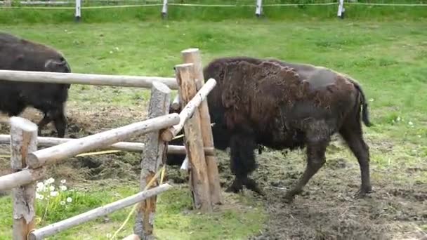 Pareja Bizón Americano Granja Zona Valla — Vídeos de Stock