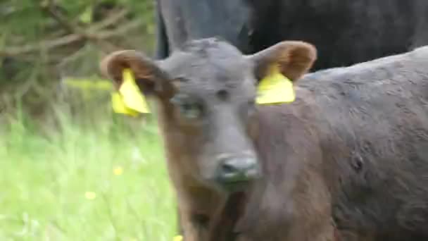 Yeşil Çayırdaki Çiftlik Ineği — Stok video