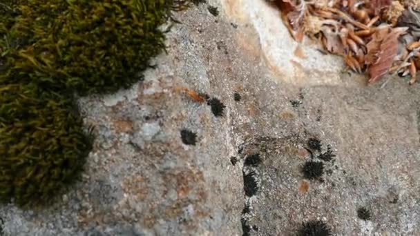 Ormandaki Doğal Yaşam Alanındaki Karıncalar — Stok video