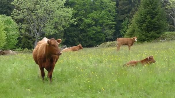 Boerderijkoe Een Groene Weide — Stockvideo