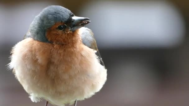 Liten Söt Fågel Mycket Nära — Stockvideo