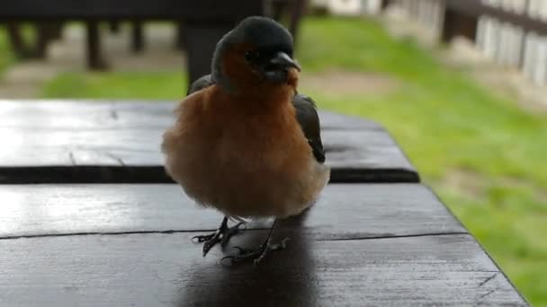 Minik Şirin Kuş Çok Yakın — Stok video