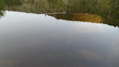 Ormandaki güzel göl