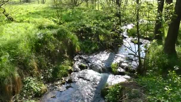 Agua Pura Arroyo Bosque — Vídeos de Stock