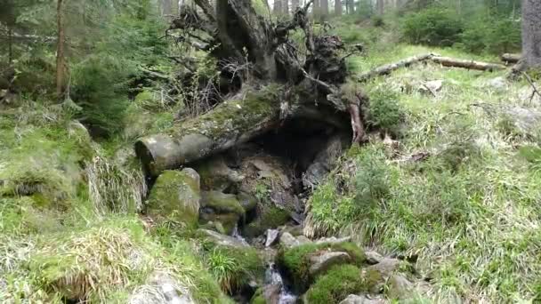 Agua Pura Arroyo Bosque — Vídeos de Stock