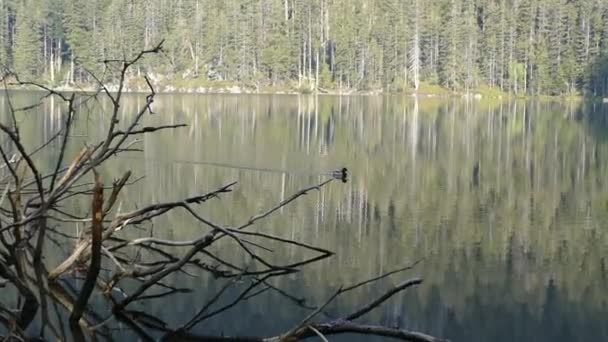 Schöner See Naturpark Südböhmischen Böhmerwald — Stockvideo