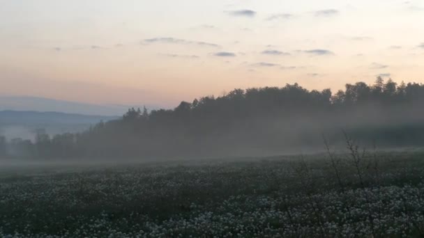 朝の霧の中の美しい牧草地 — ストック動画