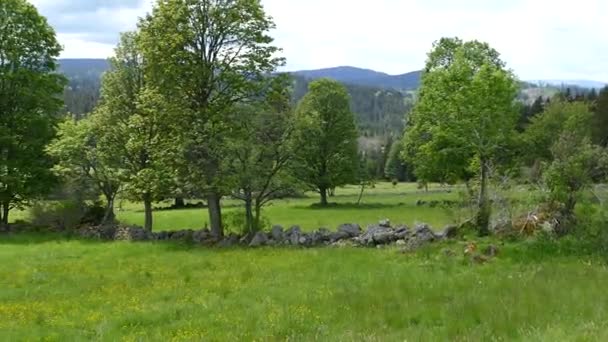 Prachtig Tsjechisch Landschap Groene Weide — Stockvideo