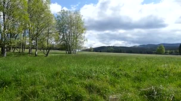 Beau Paysage Tchèque Prairie Verte — Video