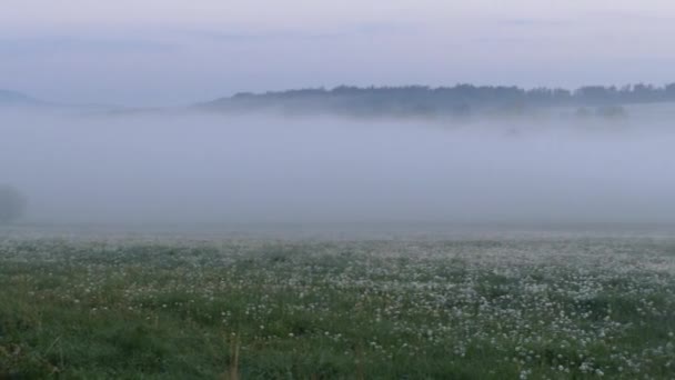 Beau Paysage Tchèque Prairie Verte — Video