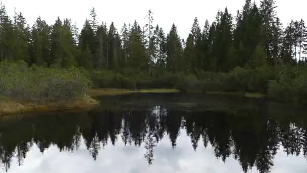 Lindo Lago Floresta — Vídeo de Stock