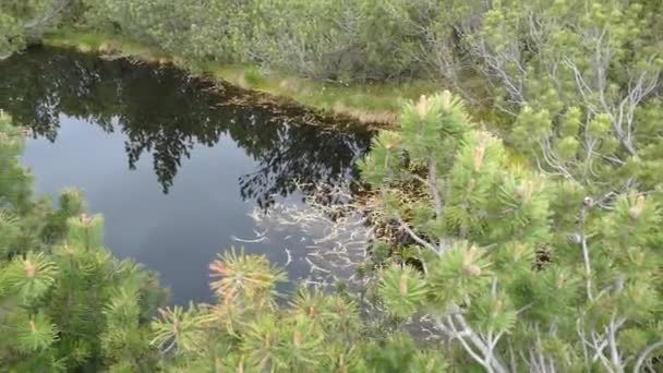 Schöner See Wald — Stockvideo