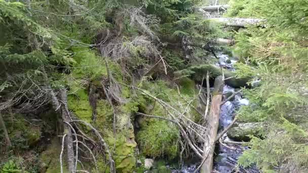 Καθαρό Νερό Στο Ρυάκι Του Δάσους — Αρχείο Βίντεο