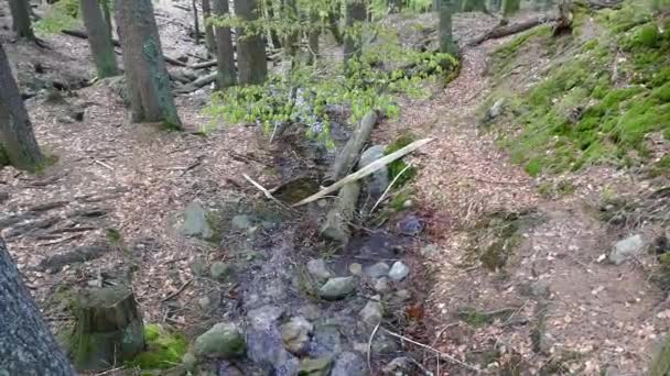 Καθαρό Νερό Στο Ρυάκι Του Δάσους — Αρχείο Βίντεο