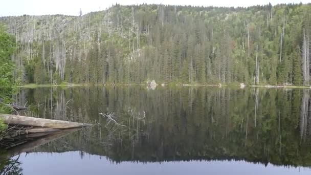 Lindo Lago Floresta — Vídeo de Stock