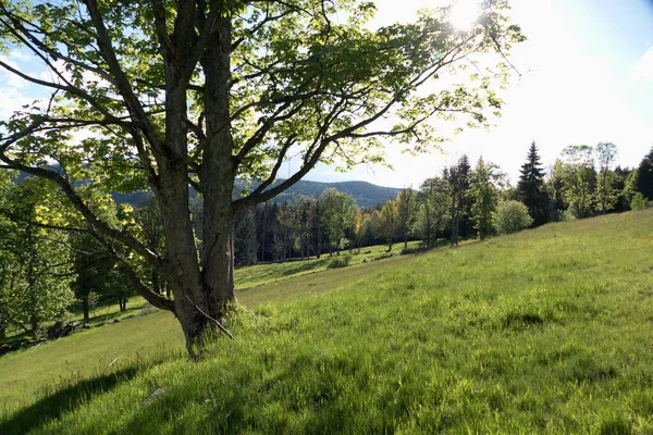 Beau Paysage Naturel Vert Dans Parc National Sumava Czechia — Photo