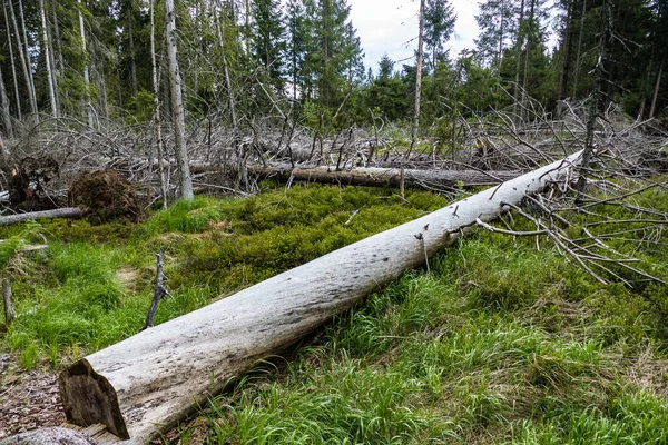 Belle Forêt Sauvage Dans Parc National Sumava République Tchèque — Photo