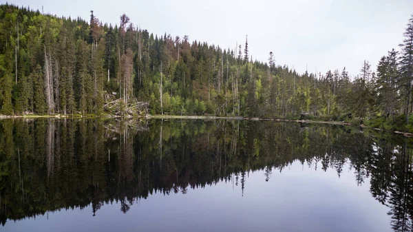 Belo Lago Parque Natural Sumava Czechia — Fotografia de Stock