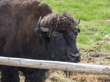 bison couple in the fenced reservation in zoo in prasily in south bohemia europe