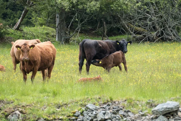 Cow Spring Green Meadow — Zdjęcie stockowe