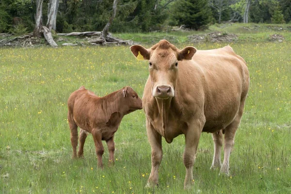 Корова Весенней Зеленой Лужайке — стоковое фото