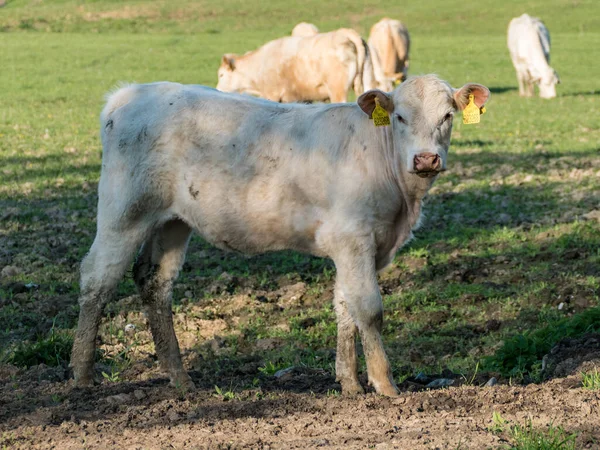 Корова Весенней Зеленой Лужайке — стоковое фото